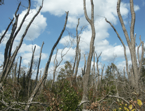 Laurel wilt mortality in redbay, Evans County, Georgia